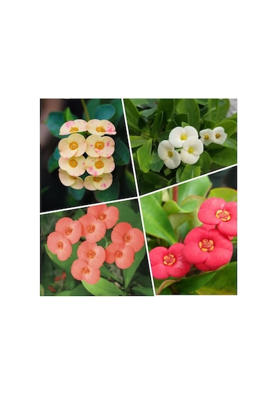 4'lü Dikenler Tacı Çiçeği Sarı-kırmızı-pembe-beyaz 10-15 Cm Tüplü Çiçekli Euphorbia Milii Diğer