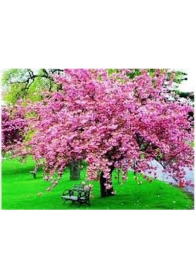 10 Adet Tohum Nadir Bulunan Japon Pembe Sakura Ağaç Ağacı Tohumu
