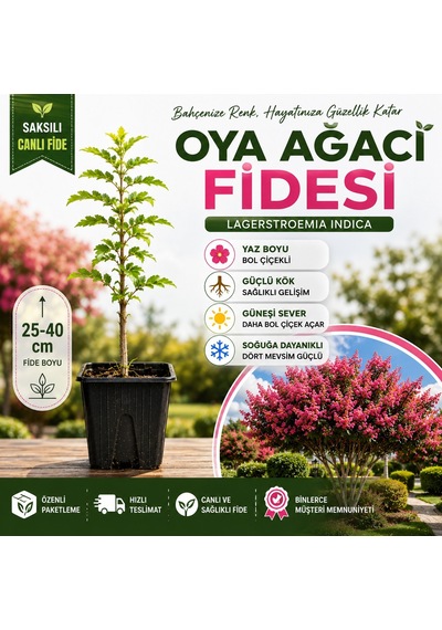 Oya Ağacı Fidesi Lagerstroemia Indica Saksılı Canlı Fide 25-40 Cm Yaz Boyu Çiçekli 1 Adet