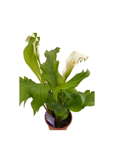 Gelin Çiçeği Gala Çiçeği Beyaz 15-25 Cm