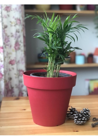 Dağ Palmiyesi - Chamaedorea Elegans - 25cm 6299