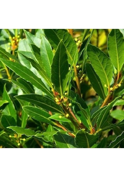 Defne - Laurus Nobilis L. 20 Adet