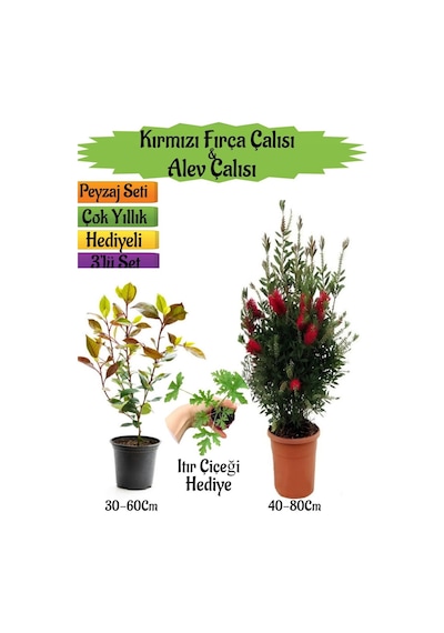 Kırmızı Fırça Çalısı+alev Çalısı Fidanı+ıtır Çiçeği Peyzaj Seti