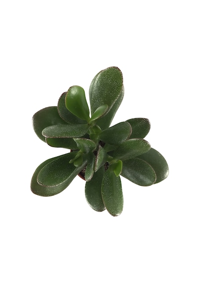 Crassula Arborescens (Sukulent) Ø5,5 CM Y0-10 CM