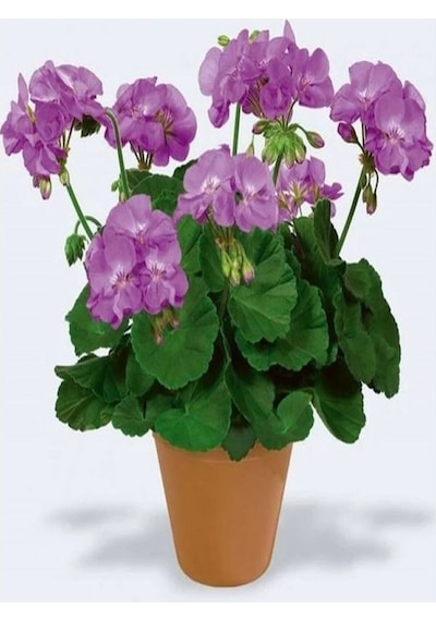 Mor Pembe 2 Adet Karışık Renk Özel Set Sardunya Fidesi 15-30cm Saksılı Geranium