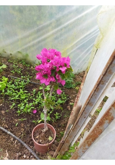 Begonvil Çiçeği Bougainvillea Bahçe Balkon Teras
