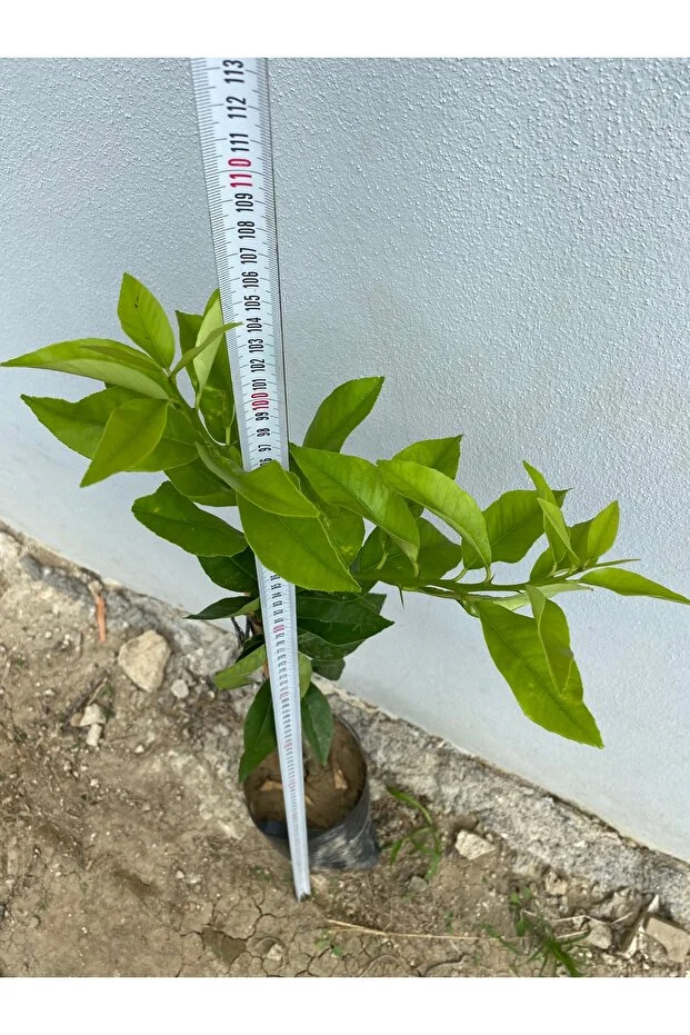 Yediveren Limon Fidanı 1 Yaş 100 Cm Tüplü Canlı Ve Sağlıklı