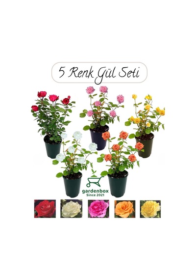 Bahçe Gülü Seti 5 Adet Kokulu Yediveren Gül Kırmızı+pembe+sarı+beyaz+turuncu 30-50cm