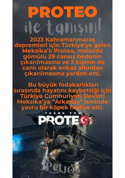 Petjoo 24.Proteo Gri-Turuncu Qr'lı Köpek Künyesi