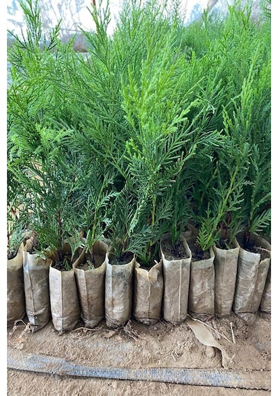 Serada Decor Plant 5 Adet Küçük Torbada Leylandi Fidanı Çit Çamı 15-25cm Soğuğa Dayanıklıdır.