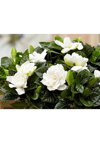 Videolu 1 Adet Salon Hediyesi Müthiş Kokulu Gardenya Çiçeği 20-40 Cm Saksılı Iç Mekan Gardenia