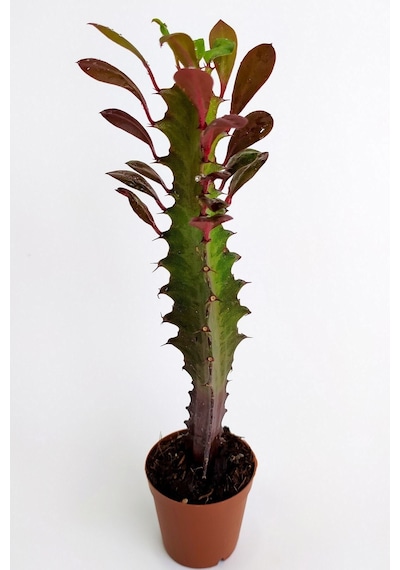 Euphorbia Trigona Royal Red Nadide Tür Kaktüs Özel Tür Kaktüs