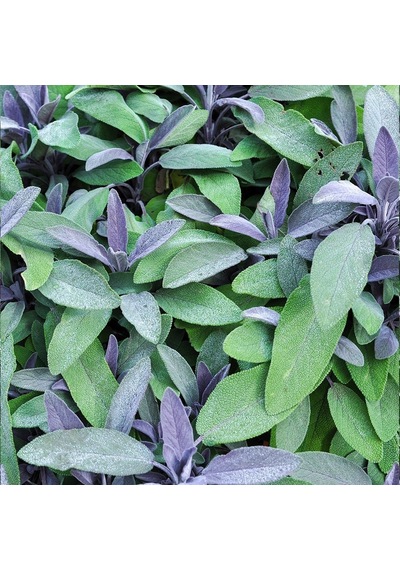 Saksıda Salvia Officinalis Purpurmantel Mor Adaçayı Fidanı