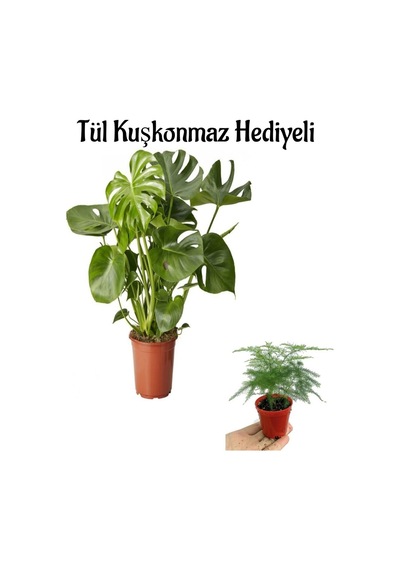 Hediyelik Parlak Geniş Yapraklı Deve Tabanı Bitkisi Tül Kuşkonmaz