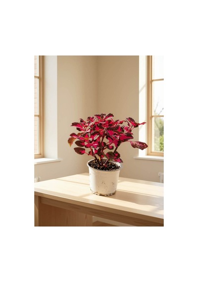 Fuşya Kolyoz / Kofis Çiçeği Coleus Scutellarioides 12-14 Cm Saksı