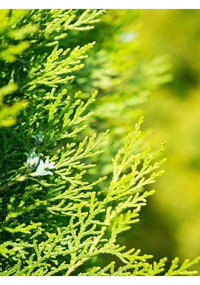 Videolu Özel Limoni Salon Çamı 30-50 Cm Saksılı/tüplü Dış Mekan Ağaçları Norfolk Island Pine