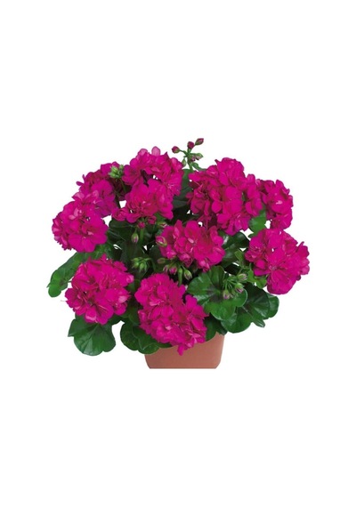 3 Adet Karışık Renk Sakız Sardunya Çiçeği Saksılı Çiçekli Bodur Bitkiler Geranium