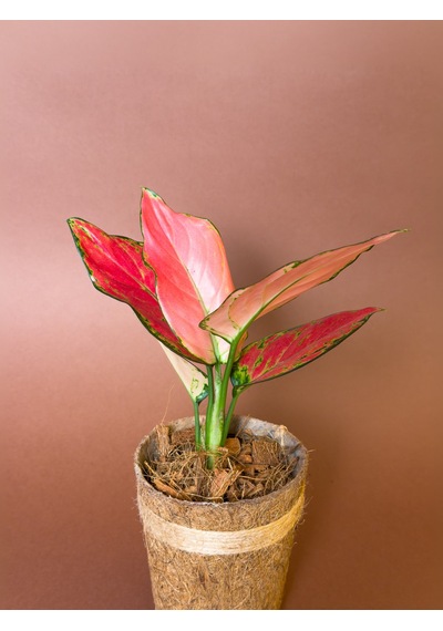 Aglonema Aglaonema Commutatum 27 Cm Kırmızı Yapraklı Form