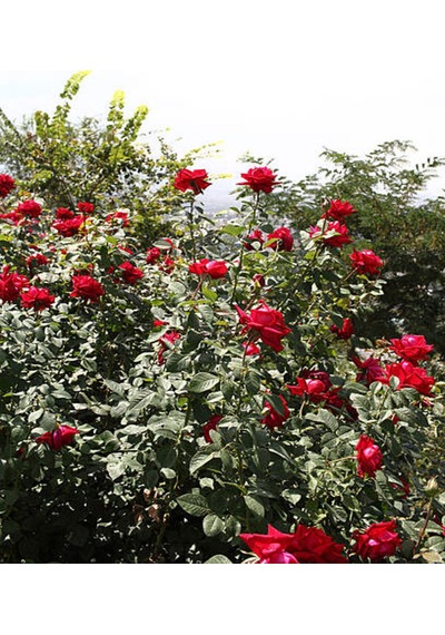 Videolu Gül Fidanı Kokulu Kırmızı Renkli 40 65 Cm Saksılı Aşılı Gül Red Rose