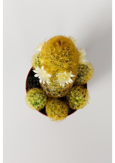 Mammillaria Elongata. Lady Finger. Sarı Dikenli Kaktüs. Bol Yavru