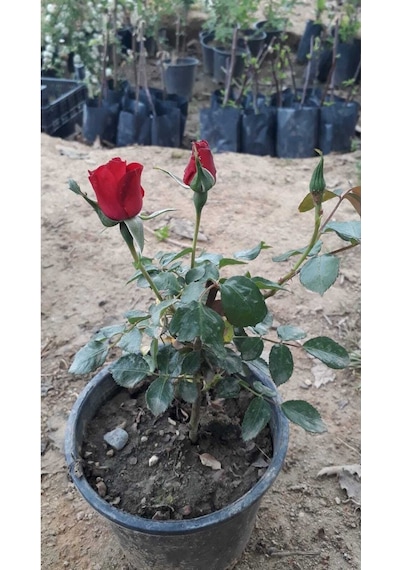 Videolu Canlı Kırmızı Gül Fidanı 10-15 Cm Saksılı/tüplü Yoğun Kokulu Aşılı Gül Red Rose