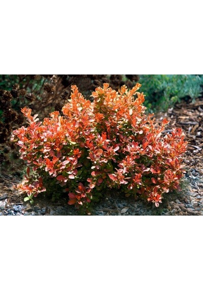 Bodur Berberis Çiçeği Fidanı 30-50 Cm Saksılı Çiçekli Bodur Bitkiler Berberis