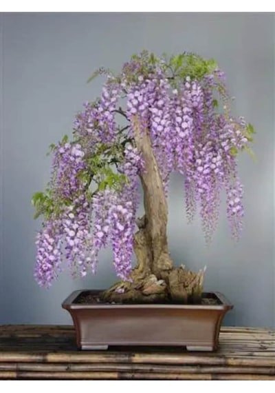 5 Adet Purple Rain Wisteria Living Room Bonsai Tohumu
