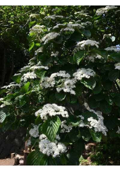 Kartopu Beyaz Renkli 80 110 Cm 1 Adet Tüplü Dış Mekan Bitkisi Viburnum Lucidum