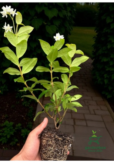 Kokulu Arap Yasemini Sarmaşığı Fidanı Rhyncospermum Jasminoides 20-30 Cm