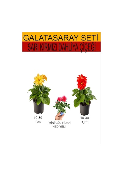 2'li Set Sarı- Kırmızı Dahliya Çiçeği+ Hediyelik Pembe Gül Fidanı
