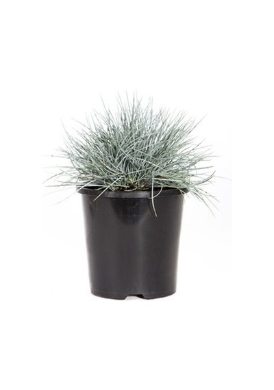 Mavi Çim Festuca Glauca 3 Adet