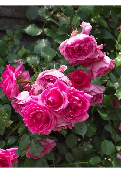 Sarmaşık Ponpon Pembe Renk 100 150 Cm Saksılı Aşılı Gül