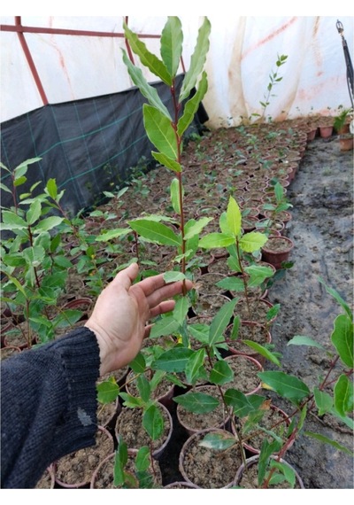 1 Adet Defne Fidanı 10-20 Cm Laurus Nobilis
