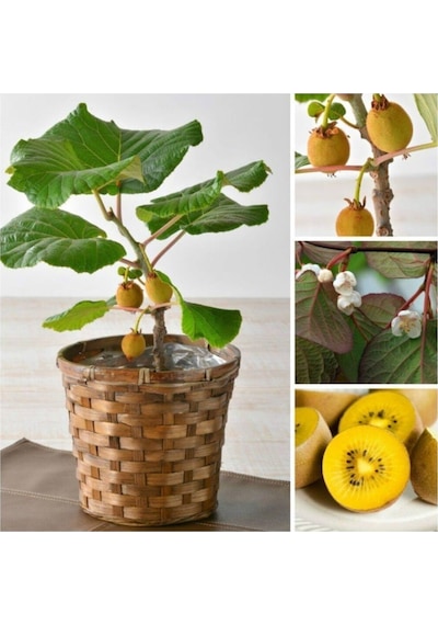 Kivi Bonzai Ağacı Tohumu 5 Adet Bonsai Ağacı Tohumu