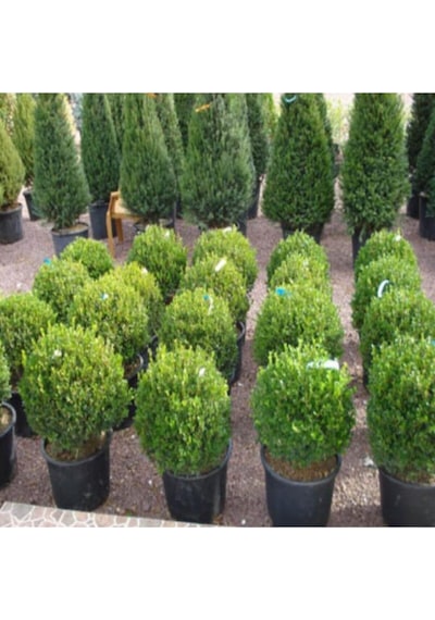 Saksılı Şimşir Fidesi Fidanı 5 Adet 20-30 Cm Buxus Sempervirens