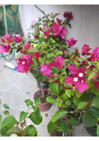 Begonvil Çiçeği Bougainvillea Bahçe Balkon Teras