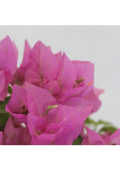Avantajlı Begonvil Fidanı Pembe 25 Cm Çiçekli Bougainvillea