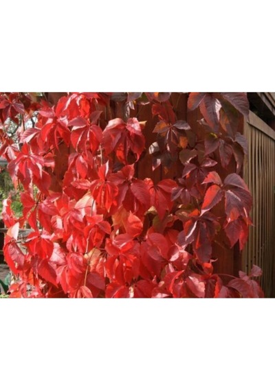 Serada Decor Plant Amerikan Sarmaşığı Çiçeği Fidanı 80 Cm Dış Mekan Sarmaşık