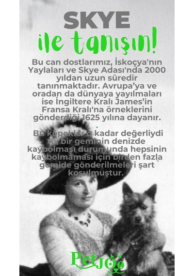 Petjoo 6.Skye Yeşil-Gri Qr'lı Köpek Künyesi