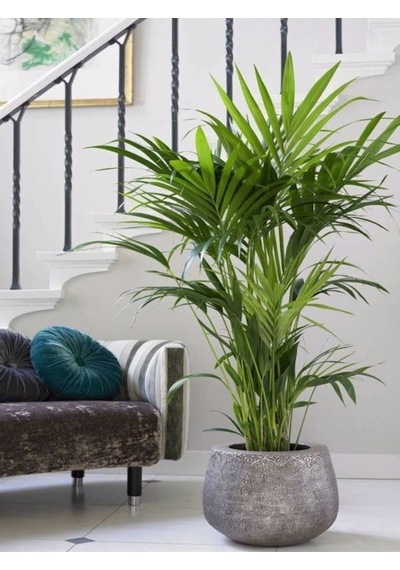 Areka Salon Palmiyesi Salon Palmiyesi 80-120 Cm Areca Palm Salon Ofis Bitkisi