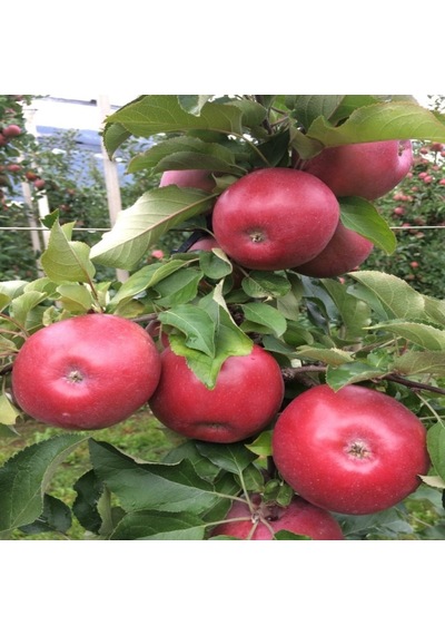 Tüplü Uzun Süre Muhafaza Edilebilen Fuji Kiku Elma Fidanı
