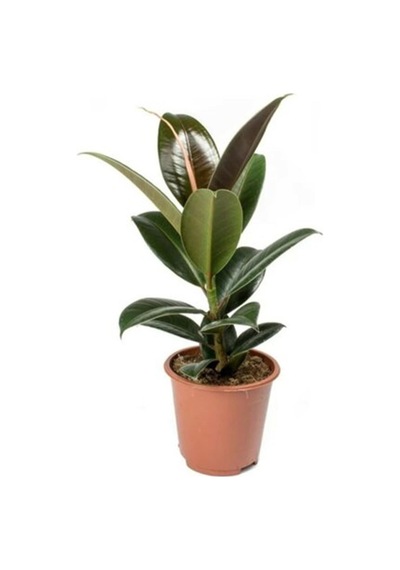 Nura Botanik Ficus Elastica Kauçuk Bitkisi