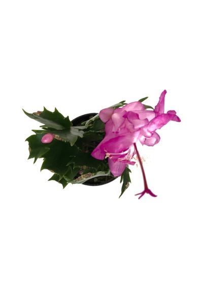 Schlumbergera 'Purple' (Yılbaşı Çiçeği) Ø5,5 CM Y10-15 CM