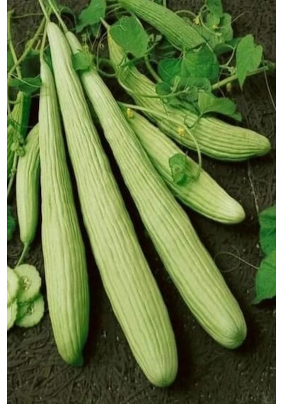 Tedar Acur Tohumu 10 Gr Najmaddin Standart