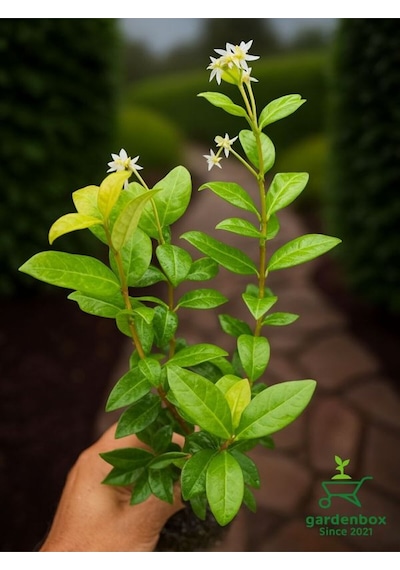 Kokulu Arap Yasemini Sarmaşığı Fidanı Rhyncospermum Jasminoides 20-30 Cm