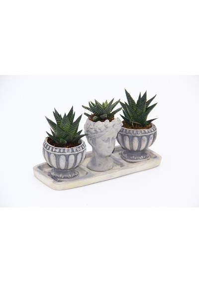 Trio Helen Gri Sukulent Seti - Haworthia Limifolia. Pumila