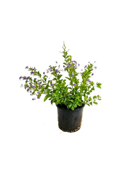 Duranta/mor Ağaç Menekşesi+kokulu Hanımeli Çiçeği Fidanı 2'li Bahçe Peyzaj Seti