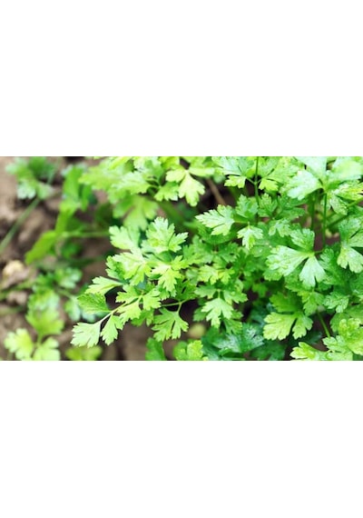 Maydanoz Tohumu Bezirci Maydanoz Tohumu İlaçlı Bezirci Cinsi Maydanoz Tohumu 10 Gram