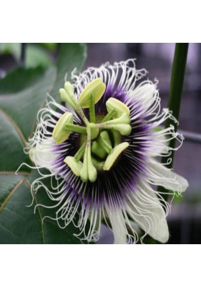 Tüplü Passiflora Edulis Passion Fruit Aşk Meyvesi