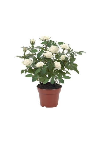 Minyatür Gül Fidanı Saksılı Beyaz 10-20 Cm